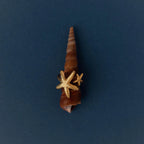Open Duo Starfish Ring Silver 18K Gold Plated