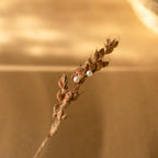 Dainty Pearl Studs Silver 18K Gold Plated